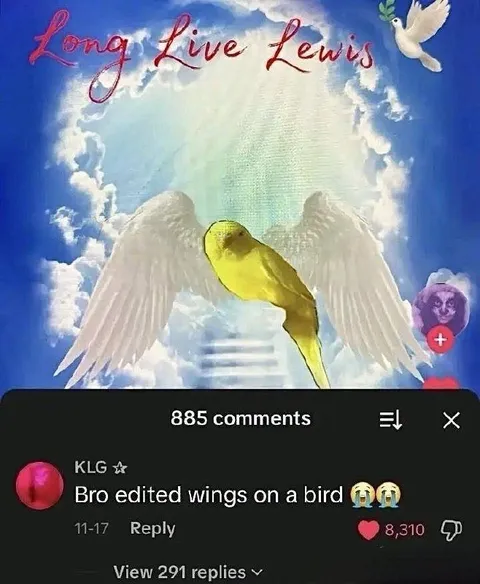 Bro Edited Wings on a Bird