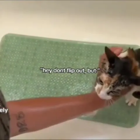Cat Flips Out in the Bathtub