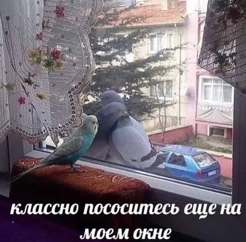 Птицы целуются на окне