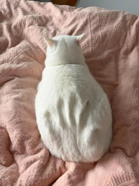 Белый кот на розовом пледе
