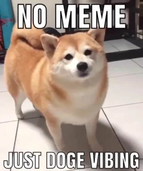 No Meme Just Doge Vibing