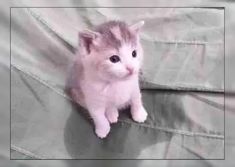 Милый розовый котёнок
