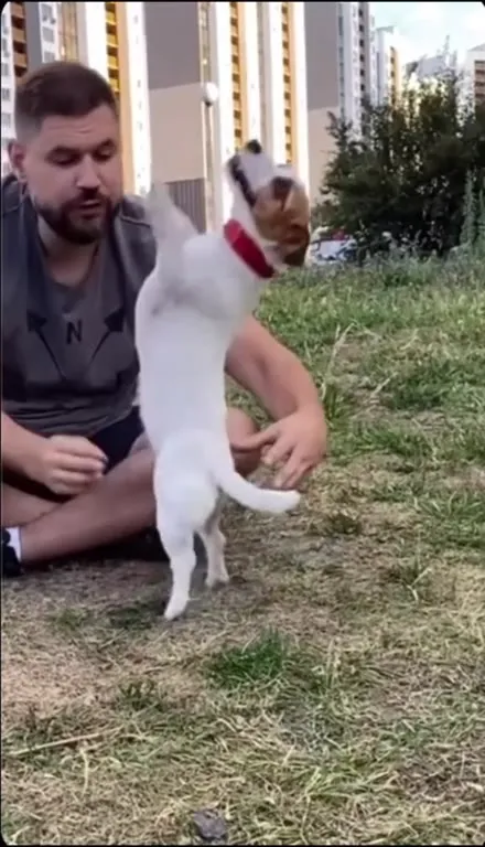 Собака делает сальто