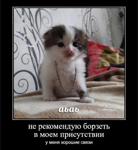 Кот с хорошими связями