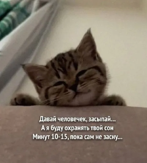 Котик охраняет сон