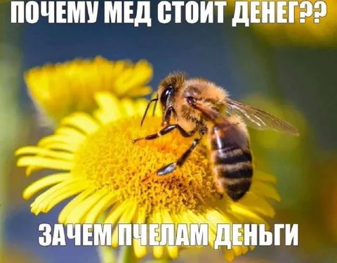 Зачем пчелам деньги