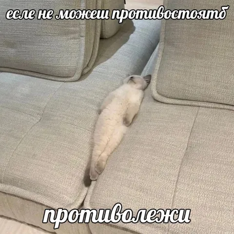 Кот не может противостоять