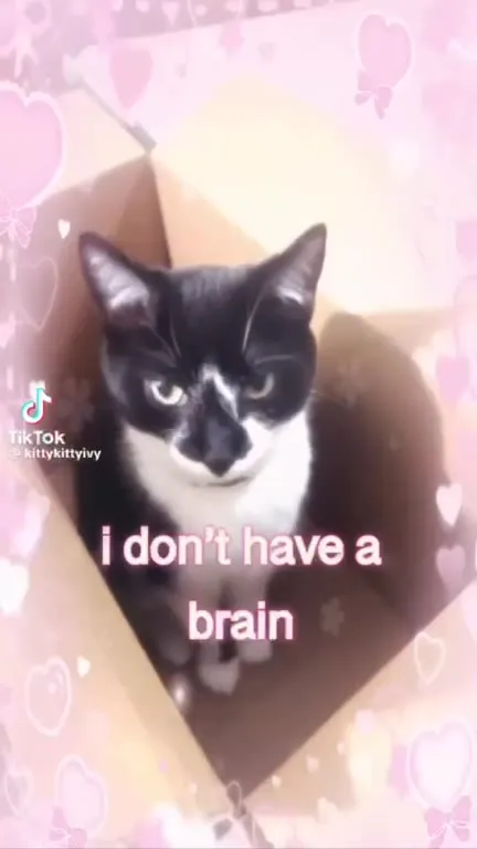 Government Chip Spy Cat