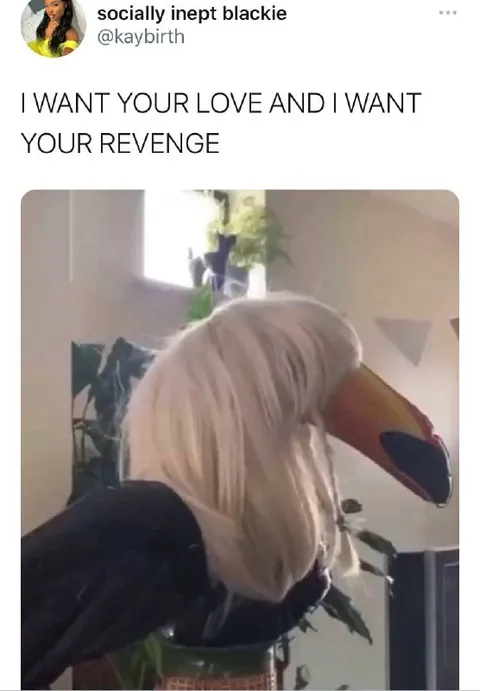 I Want Your Love and Revenge