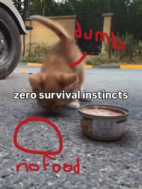 Zero Survival Instincts Cat