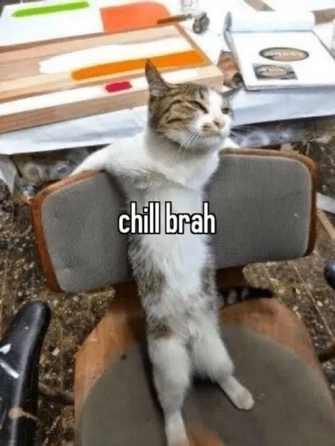 Chill Brah Cat