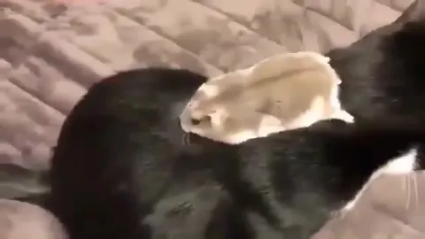 Мышь катается на коте