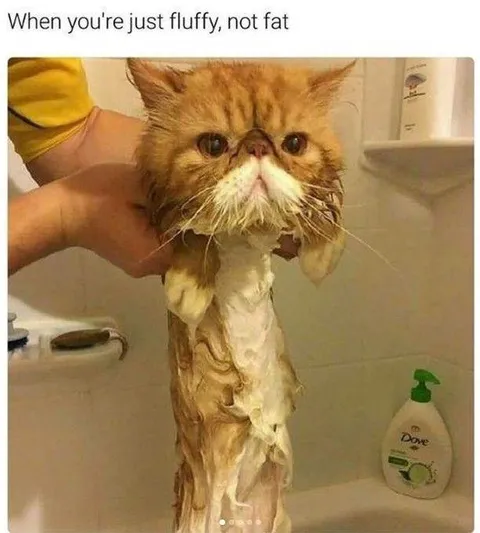 Fluffy Not Fat Cat