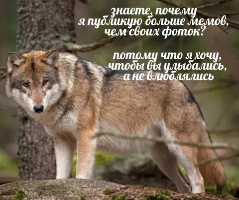 Почему я публикую больше мемов