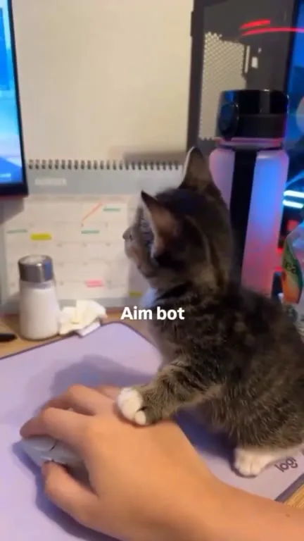 Cat Controls the Aim