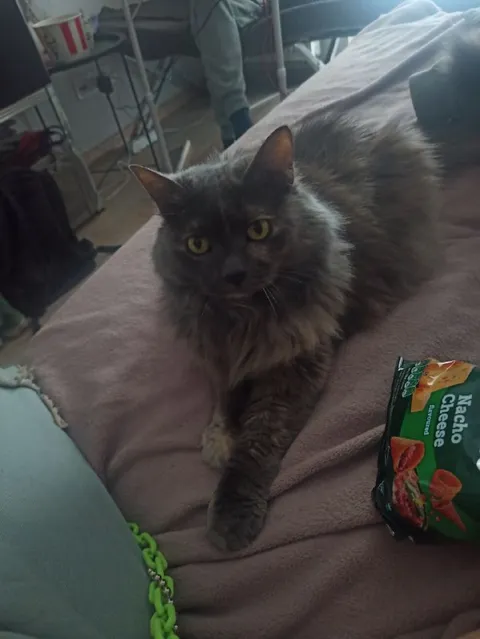 Cat Guards the Nacho Cheese