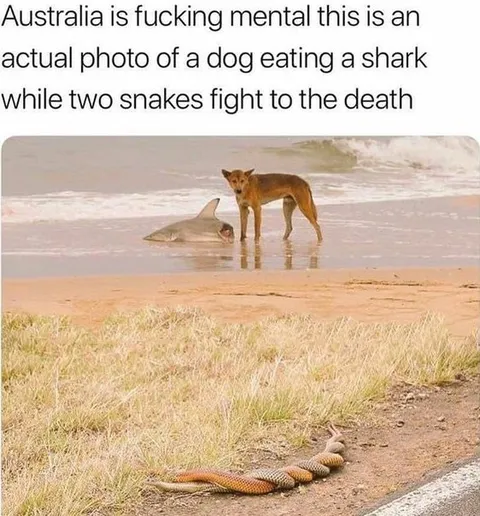 Australia Is F***ing Mental