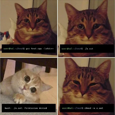 Cat Compiles Code Then Fails