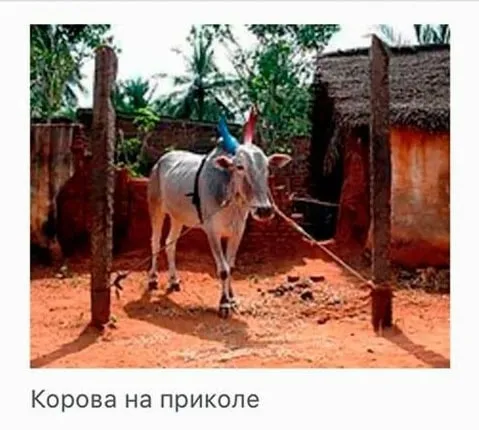 Корова на приколе