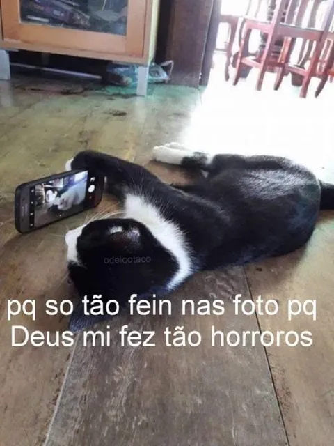 Gato feio nas fotos