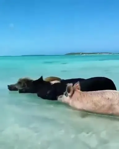 Свиньи захватили море