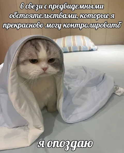 Кот под одеялом опоздал