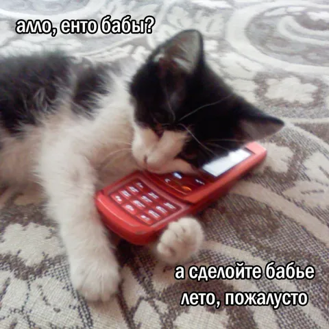 Кот звонит бабушке за летом