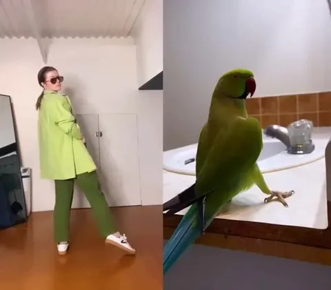 Танцующий попугай и его двойник
