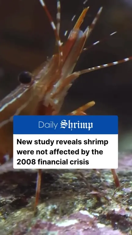 Shrimp Survives the Financial Crisis