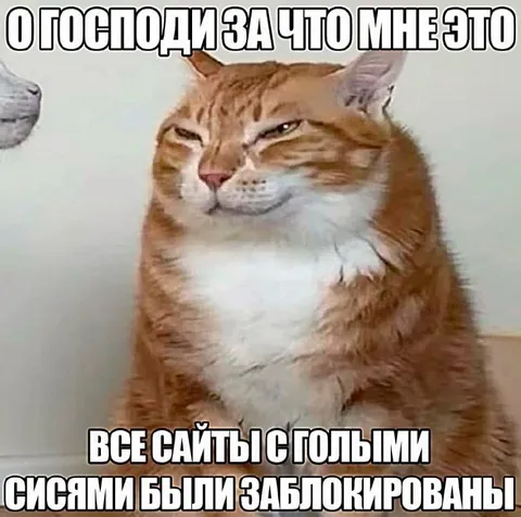 Кот без сайтов с голыми сиськами