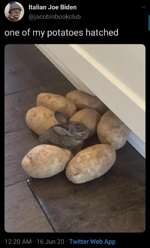 One of My Potatoes Hatched