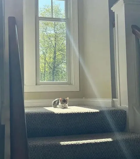 Котёнок в солнечном пятне