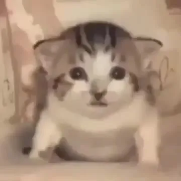Котик переживает взрыв