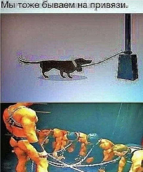 Мы тоже бываем на привязи