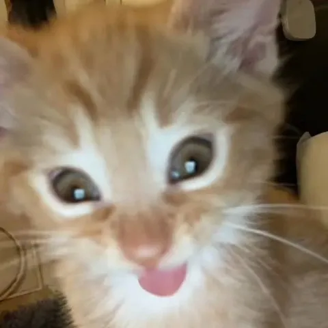 Котёнок показывает язык