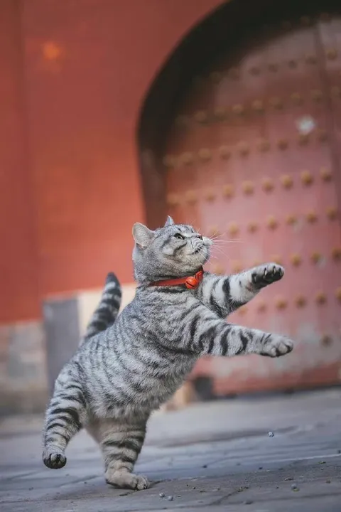 Кот танцует на улице