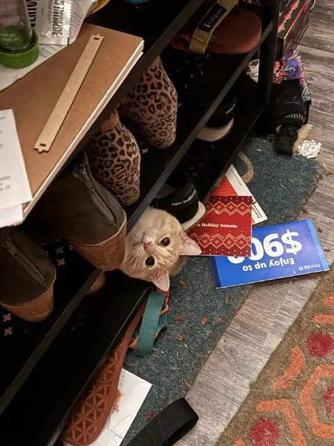 Кот прячется в обувнице