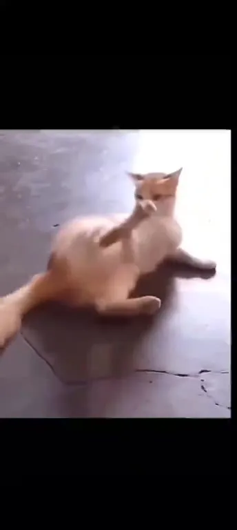 Кот танцует на полу