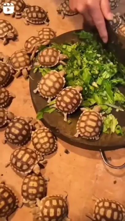 Черепахи рвутся к зелени