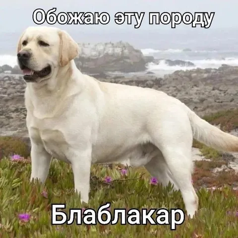Обожаю эту породу лаблакар