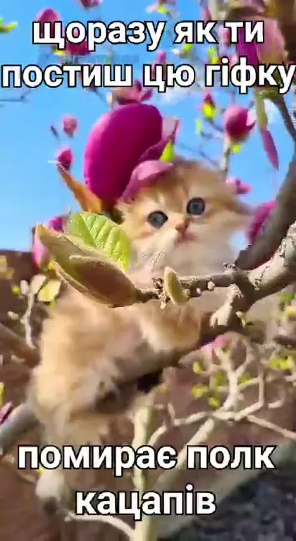 Кошеня в магноліях