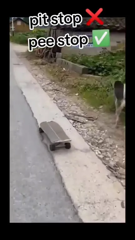 Dog's Pee Stop on a Skateboard