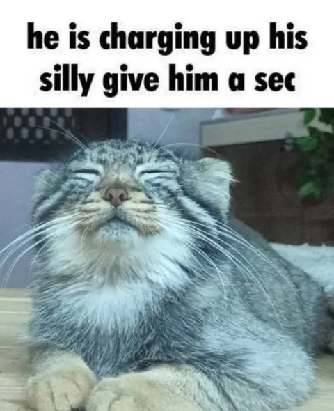 Cat Charging Up His Silly