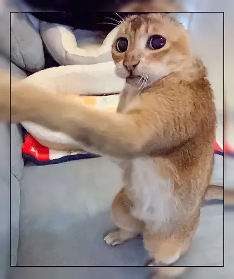 Кот в шоке