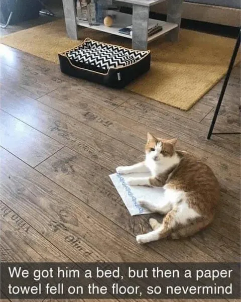 Cat Chooses Paper Towel Bed