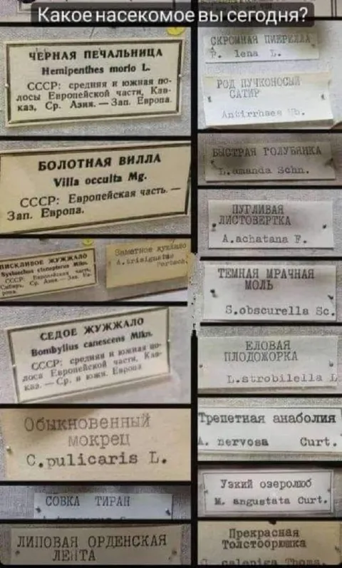 Какое насекомое вы сегодня