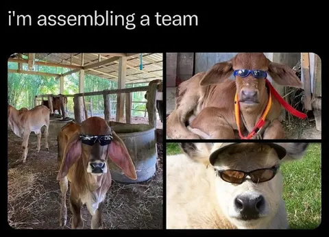I'm assembling a team