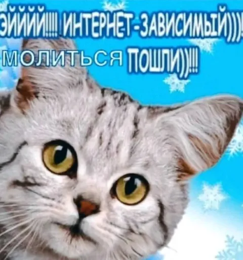 Интернет-зависимый кот молиться пошли
