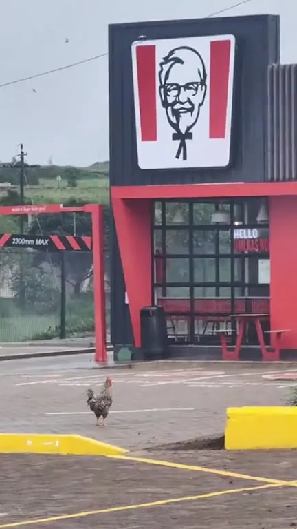 Rooster Outside KFC