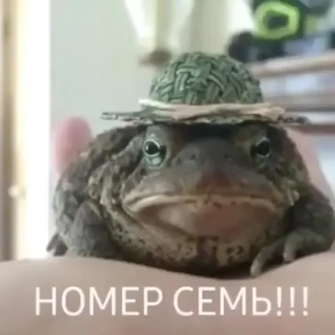Топ 7 смешных лягушек